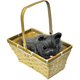 Toto W Basket Economy